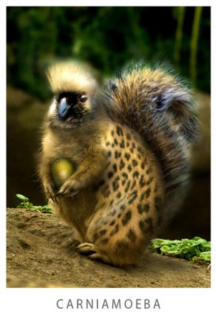 dit is een carniamoeba